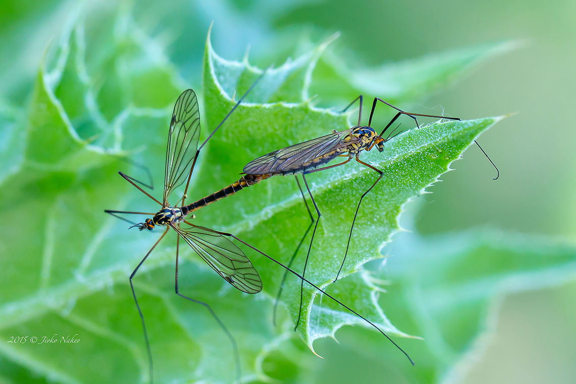 Spotted crane fly - Nephrotoma appendiculata  Animal,Animalia,Arthropoda,Axios River Delta Complex,Diptera,Europe,Geotagged,Greece,Insect,Insecta,Nature,Nephrotoma appendiculata,Ramsar wetland,Spotted crane fly,Spring,Tipulidae,Wildlife