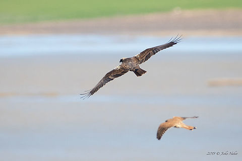 Distant photo of a Western Marsh Harrier female over Lake Vistonida, Greece - Circus aeruginosus Photo taken in a cold cloudy and windy weather. Common kestrel accompanying the harrier. Accipitridae,Accipitriformes,Animal,Animalia,Aves,Bird,Bird of prey,Central Macedonia,Chordata,Circus aeruginosus,Europe,Geotagged,Greece,Nature,Nestos Delta,Western marsh harrier,Wildlife,Winter