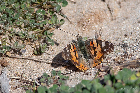 Painted lady butterfly - Vanessa cardui Captured on 14th Feb in Nestos Delta National Park, Greece. Animal,Animalia,Arthropoda,Brush-footed butterfly,Central Macedonia,Europe,Geotagged,Greece,Insect,Insecta,Lepidoptera,Nature,Nestos Delta,Nymphalidae,Painted Lady,Painted lady,Vanessa cardui,Wildlife,Winter