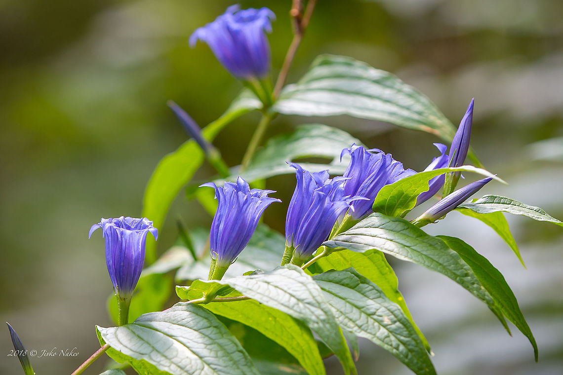 Willow gentian - Gentiana asclepiadea Spotted in Vitosha mountain near Sofia, at about 1700 mail, alongside a small stream. Bulgaria,Gentiana asclepiadea,Geotagged,Plantae,Summer