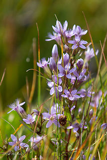 Bulgarian gentian - Gentianella bulgarica Spotted in Vitosha mountain at about 1700 masl. Balkan endemic plant. Balkan endemic plant,Bulgaria,Bulgarian gentian,Eudicot,Europe,Flowering Plant,Gentianaceae,Gentianales,Gentianella bulgarica,Geotagged,Magnoliophyta,Nature,Plantae,Summer,Vitosha Mountain Nature Park,Wildlife,nature