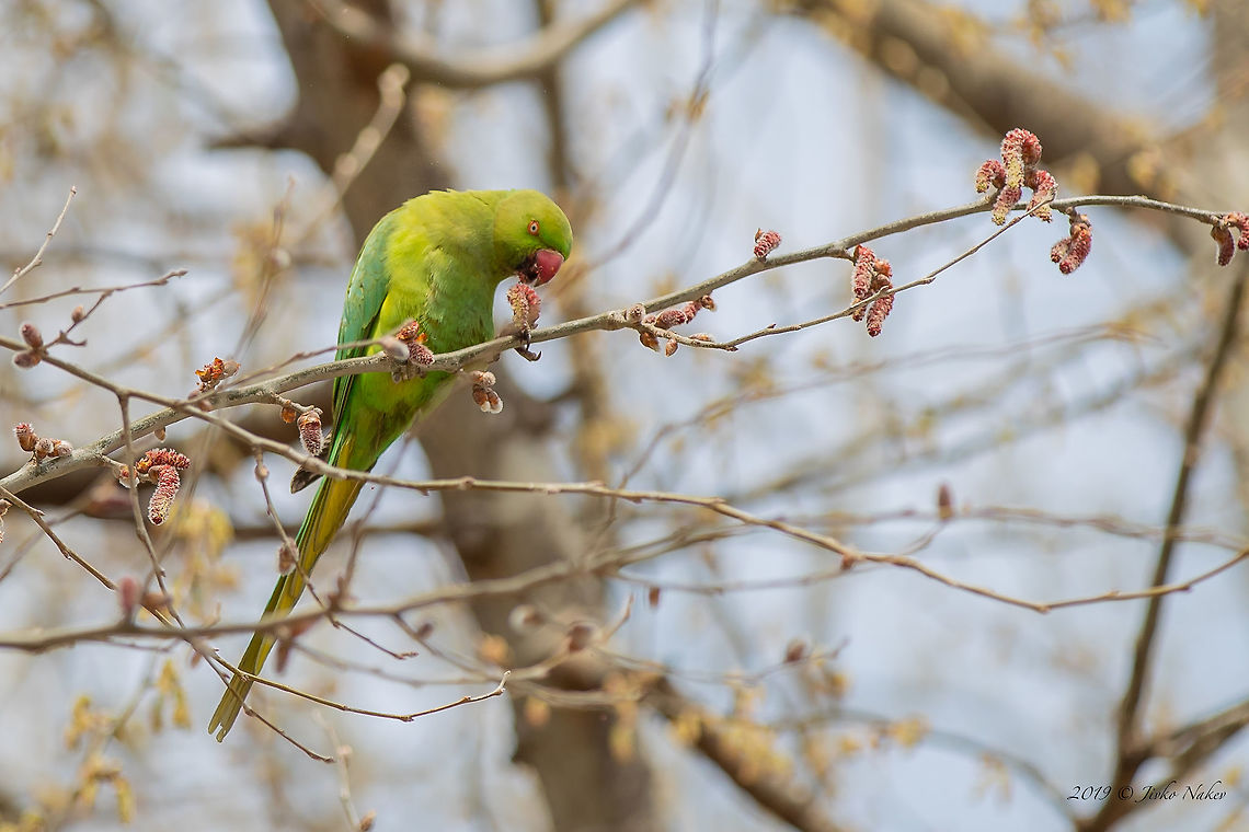 Rose-ringed parakeet female - Psittacula krameri Captured in the center of Thessaloniki. Animal,Animalia,Aves,Bird,Central Macedonia,Chordata,Europe,Geotagged,Greece,Invasive species,Nature,Psittacidae,Psittaciformes,Psittacula krameri,Rose-ringed parakeet,Thessaloniki,Wildlife,Winter