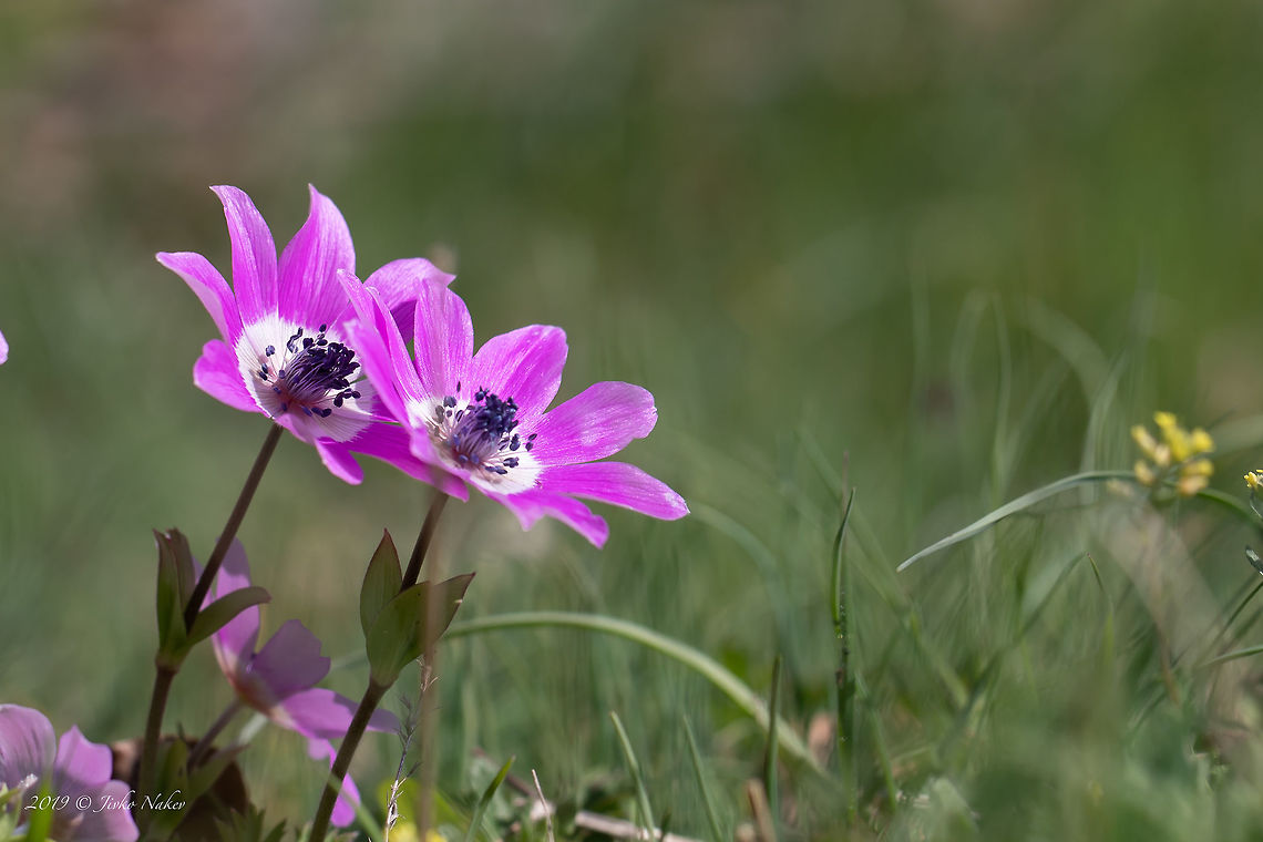 Red anemone - Anemone pavonina  Anemone pavonina,Central Macedonia,Eudicot,Europe,Flowering Plant,Geotagged,Greece,Magnoliophyta,Nature,Peacock Anemone,Pieria,Plantae,Ranunculaceae,Ranunculales,Red anemone,Wildlife,Winter