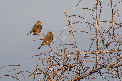 A distant photo of European greenfinches - Chloris chloris Captured on the beach near Paralia Katerini, Central Macedonia, Greece. Not the best photo, but just to register a new country. If in the future I manage to make a better photo of this species from Greece, I shall replace it. Animal,Animalia,Aves,Bird,Carduelis chloris,Central Macedonia,Chloris chloris,Chordata,Europe,European Greenfinch,Finch,Fringillidae,Geotagged,Greece,Nature,Passeriformes,Passerine,Pieria,Wildlife,Winter