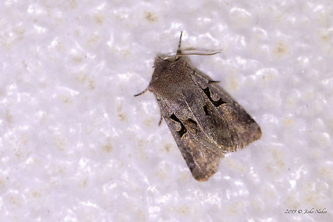 Hebrew character - Orthosia gothica Attracted by the night light of the hotel room. Used a headlamp to take the photo. Animal,Animalia,Arthropoda,Central Macedonia,Europe,Geotagged,Greece,Hebrew character,Insect,Insecta,Lepidoptera,Nature,Noctuidae,Orthosia gothica,Owlet moth,Pieria,Wildlife,Winter