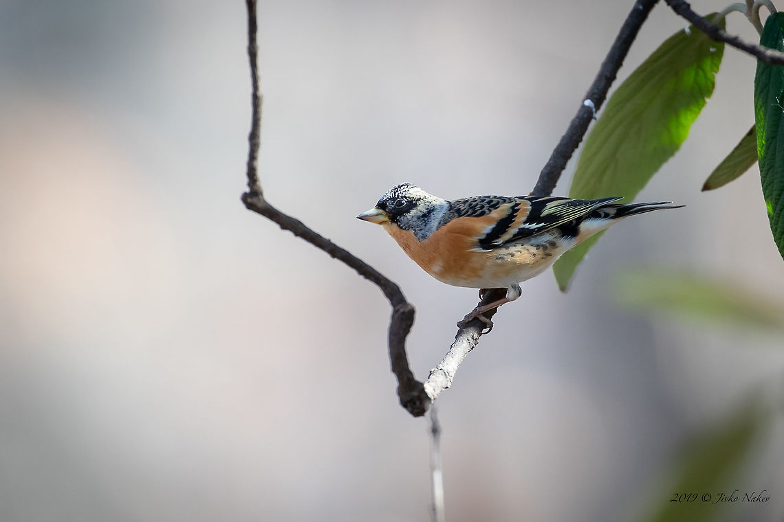 Brambling - Fringilla montifringilla  Animal,Animalia,Aves,Bird,Brambling,Bulgaria,Chordata,Europe,Finch,Fringilla montifringilla,Fringillidae,Geotagged,Nature,Passeriformes,Passerine,Sofia,Wildlife,Winter