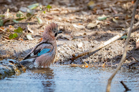 A hair dryer please...! Eurasian jay - Garrulus glandarius Animal,Animalia,Aves,Bird,Bulgaria,Chordata,Corvidae,Eurasian Jay,Eurasian jay,Europe,Garrulus glandarius,Geotagged,Nature,Passeriformes,Passerine,Sofia,Wildlife,Winter
