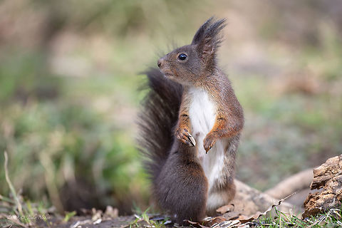 Red Squirrel - Sciurus vulgaris Captured in a city park in Sofia Animal,Animalia,Bulgaria,Chordata,Eurasian Red Squirrel,Europe,Geotagged,Mammalia,Nature,Red squirrel,Rodentia,Sciuridae,Sciurus vulgaris,Sofia,Wildlife,Winter,mammals