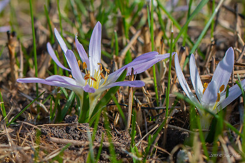 Colchicum soboliferum  Bulgaria,Colchicaceae,Colchicum soboliferum,Europe,Flowering Plant,Geotagged,Liliales,Magnoliophyta,Merendera sobolifera,Monocot,Nature,Plantae,Sofia,Wildlife,Winter