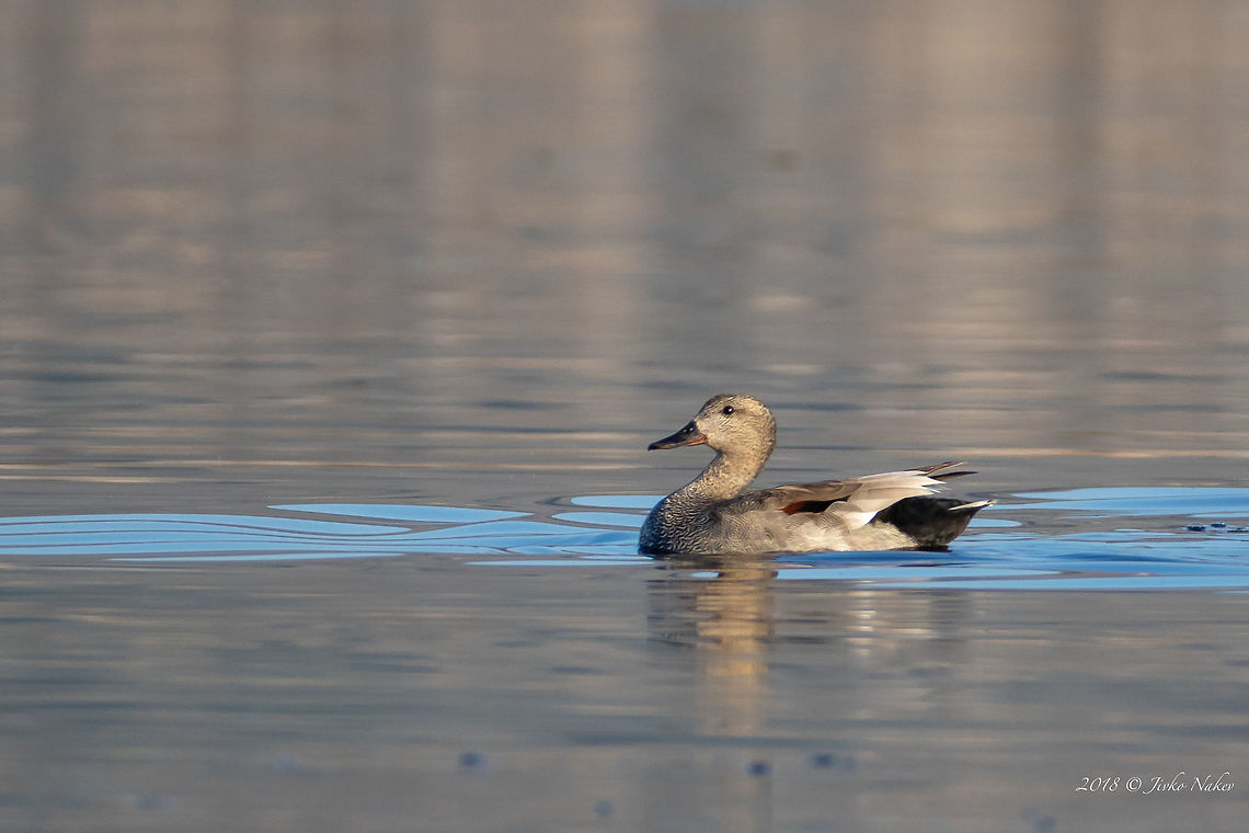 Gadwall - Mareca strepera  Aldomirovtsi marsh,Anas strepera,Anatidae,Animal,Animalia,Anseriformes,Aves,Bird,Bulgaria,Chordata,Europe,Gadwall,Geotagged,Mareca strepera,Nature,Spring,Wetland,Wildlife