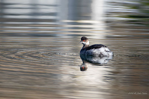 Black-necked grebe - Podiceps nigricollis Amvrakikos gulf, Greece Amvrakikos gulf,Animal,Animalia,Aves,Bird,Black-necked grebe,Chordata,Europe,Geotagged,Greece,Nature,Podiceps nigricollis,Podicipedidae,Podicipediformes,Wildlife,Winter