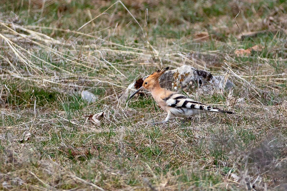 Eurasian hoopoe - Upupa epops  Animal,Animalia,Aves,Bird,Bucerotiformes,Bulgaria,Chordata,Eurasian hoopoe,Europe,Geotagged,Hoopoe,Madagascan hoopoe,Nature,Ponor mountain,Spring,Upupa epops,Upupa epops marginata,Upupidae,Wildlife