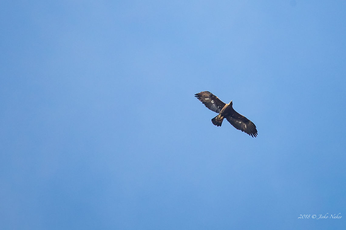 Golden eagle - Aquila chrysaetos Distant photo - a pair of golden eagles demonstrating teritorial behavour. Ponor mountain - Western Bulgaria, north of Sofia. Accipitridae,Accipitriformes,Animal,Animalia,Aquila chrysaetos,Aves,Bird,Bird of prey,Bulgaria,Chordata,Europe,Geotagged,Golden Eagle,Golden eagle,Nature,Ponor mountain,Spring,Wildlife