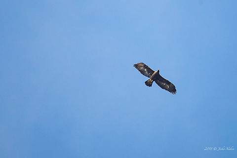 Golden eagle - Aquila chrysaetos Distant photo - a pair of golden eagles demonstrating teritorial behavour. Ponor mountain - Western Bulgaria, north of Sofia. Accipitridae,Accipitriformes,Animal,Animalia,Aquila chrysaetos,Aves,Bird,Bird of prey,Bulgaria,Chordata,Europe,Geotagged,Golden Eagle,Golden eagle,Nature,Ponor mountain,Spring,Wildlife
