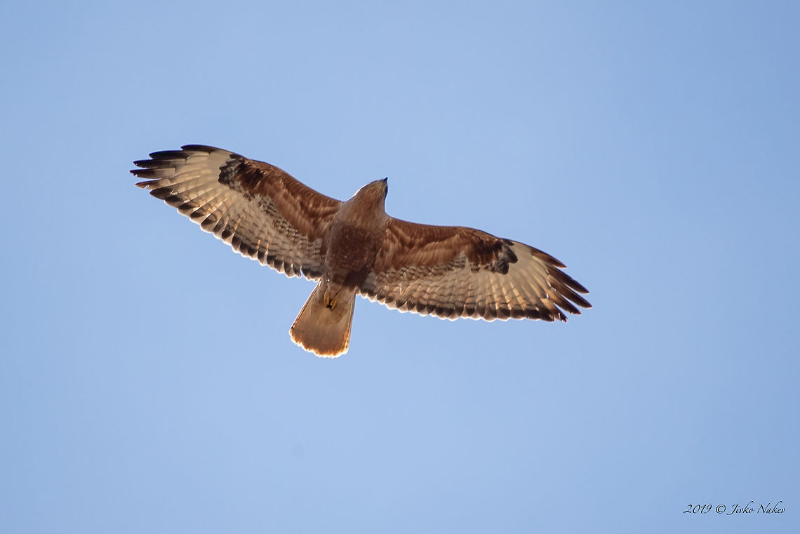 Buteo rufinus - Long-legged buzzard Captured in flight over Ponor mountain, Western Bulgaria Accipitridae,Accipitriformes,Animal,Animalia,Aves,Bird,Bird of prey,Bulgaria,Buteo rufinus,Chordata,Europe,Geotagged,Long-legged Buzzard,Long-legged buzzard,Nature,Ponor mountain,Spring,Wildlife