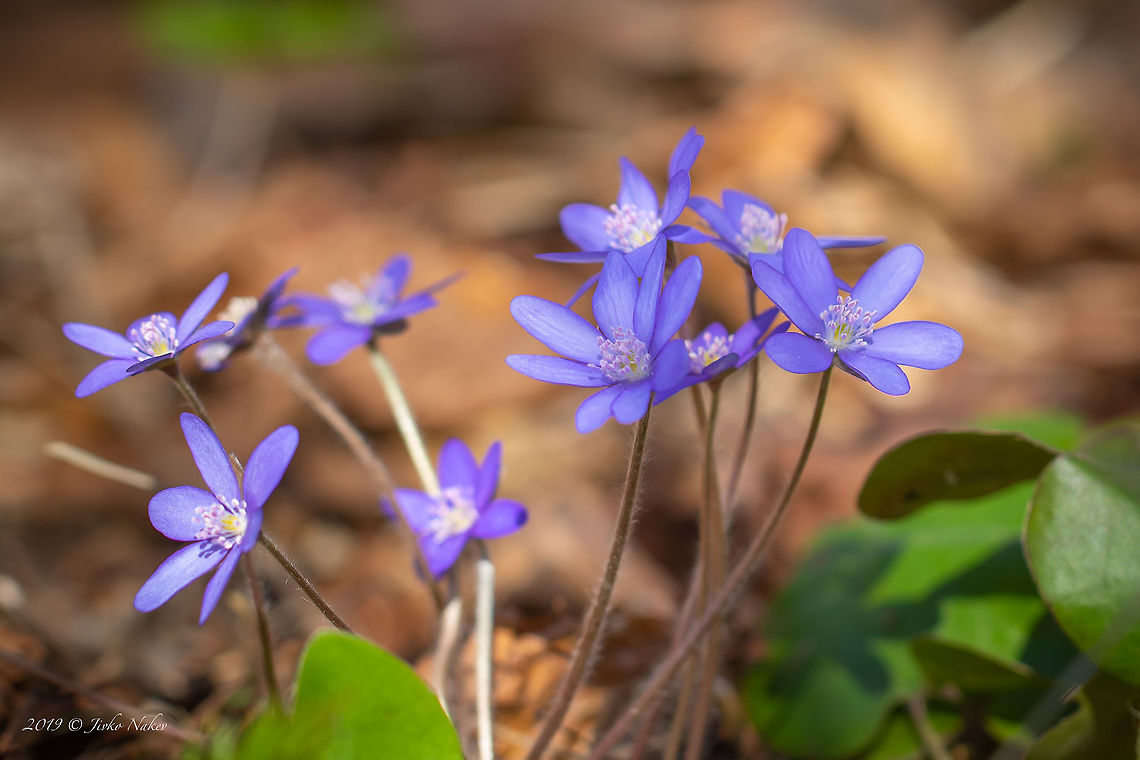Common hepatica - Anemone hepatica Spotted in Ponor mouyntain - Western Bulgaria Anemone hepatica,Bulgaria,Common hepatica,Eudicot,Europe,Flowering Plant,Geotagged,Hepatica nobilis Schreb.,Kidneywort,Liverwort,Magnoliophyta,Nature,Plantae,Ponor mountain,Ranunculaceae,Ranunculales,Spring,Wildlife