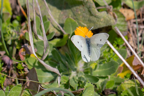 Small white butterfly - Pieris rapae  Animal,Animalia,Arthropoda,Central Macedonia,Europe,Geotagged,Greece,Insect,Insecta,Lepidoptera,Nature,Pieria,Pieridae,Pieris rapae,Small White,Small white,Wildlife,Winter