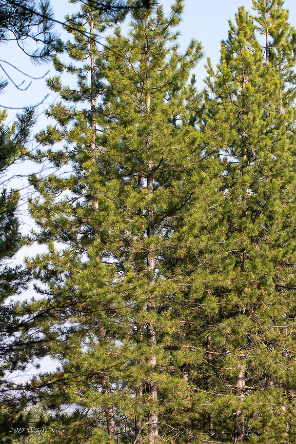 Black pine - Pinus nigra ssp. nigra <figure class="photo"><a href="https://www.jungledragon.com/image/76774/black_pine_mature_cone_-_pinus_nigra_ssp._nigra.html" title="Black pine mature cone - Pinus nigra ssp. nigra"><img src="https://s3.amazonaws.com/media.jungledragon.com/images/1332/76774_thumb.jpg?AWSAccessKeyId=05GMT0V3GWVNE7GGM1R2&Expires=1759968010&Signature=bTCmDCiGzIfw15UR4L66SBD3Sbs%3D" width="200" height="134" alt="Black pine mature cone - Pinus nigra ssp. nigra The underpart of the scales is blackish, a distinctive mark to distinguish Pinus nigra from Pinus Heldreichii. Both species are quite similar and are easily confused.<br />
https://www.jungledragon.com/image/76772/black_pine_-_pinus_nigra_ssp._nigra.html<br />
https://www.jungledragon.com/image/76773/black_pine_twig_with_cone_-_pinus_nigra_ssp._nigra.html Austrian pine,Black pine,Bulgaria,Europe,European black pine,Geotagged,Golo Bardo mountain,Nature,Pernik,Pinaceae,Pinales,Pinophyta,Pinopsida,Pinus nigra,Pinus nigra ssp. nigra,Plantae,Spring,Wildlife" /></a></figure><br />
<figure class="photo"><a href="https://www.jungledragon.com/image/76773/black_pine_twig_with_cone_-_pinus_nigra_ssp._nigra.html" title="Black pine twig with cone - Pinus nigra ssp. nigra"><img src="https://s3.amazonaws.com/media.jungledragon.com/images/1332/76773_thumb.jpg?AWSAccessKeyId=05GMT0V3GWVNE7GGM1R2&Expires=1759968010&Signature=wiUXj6pT3uisFzoqhRNhWbXfAAg%3D" width="200" height="134" alt="Black pine twig with cone - Pinus nigra ssp. nigra https://www.jungledragon.com/image/76773/black_pine_twig_with_cone_-_pinus_nigra_ssp._nigra.html<br />
https://www.jungledragon.com/image/76772/black_pine_-_pinus_nigra_ssp._nigra.html Austrian pine,Black pine,Bulgaria,Europe,European black pine,Geotagged,Golo Bardo mountain,Nature,Pernik,Pinaceae,Pinales,Pinophyta,Pinopsida,Pinus nigra,Pinus nigra ssp. nigra,Plantae,Spring,Wildlife" /></a></figure><br />
 Austrian pine,Black pine,Bulgaria,Europe,European black pine,Geotagged,Golo Bardo mountain,Nature,Pernik,Pinaceae,Pinales,Pinophyta,Pinopsida,Pinus nigra,Pinus nigra ssp. nigra,Plantae,Spring,Wildlife