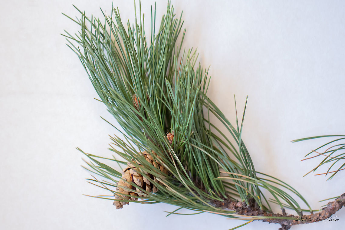 Black pine twig with cone - Pinus nigra ssp. nigra <figure class="photo"><a href="https://www.jungledragon.com/image/76773/black_pine_twig_with_cone_-_pinus_nigra_ssp._nigra.html" title="Black pine twig with cone - Pinus nigra ssp. nigra"><img src="https://s3.amazonaws.com/media.jungledragon.com/images/1332/76773_thumb.jpg?AWSAccessKeyId=05GMT0V3GWVNE7GGM1R2&Expires=1767225610&Signature=f4ICVZox0jLjwOV5pbL0XJ5qGRg%3D" width="200" height="134" alt="Black pine twig with cone - Pinus nigra ssp. nigra https://www.jungledragon.com/image/76773/black_pine_twig_with_cone_-_pinus_nigra_ssp._nigra.html<br />
https://www.jungledragon.com/image/76772/black_pine_-_pinus_nigra_ssp._nigra.html Austrian pine,Black pine,Bulgaria,Europe,European black pine,Geotagged,Golo Bardo mountain,Nature,Pernik,Pinaceae,Pinales,Pinophyta,Pinopsida,Pinus nigra,Pinus nigra ssp. nigra,Plantae,Spring,Wildlife" /></a></figure><br />
<figure class="photo"><a href="https://www.jungledragon.com/image/76772/black_pine_-_pinus_nigra_ssp._nigra.html" title="Black pine - Pinus nigra ssp. nigra"><img src="https://s3.amazonaws.com/media.jungledragon.com/images/1332/76772_thumb.jpg?AWSAccessKeyId=05GMT0V3GWVNE7GGM1R2&Expires=1767225610&Signature=oRkYji%2F2oPB0y41nyY56lM56G0A%3D" width="102" height="152" alt="Black pine - Pinus nigra ssp. nigra https://www.jungledragon.com/image/76774/black_pine_opened_cone_-_pinus_nigra_ssp._nigra.html<br />
https://www.jungledragon.com/image/76773/black_pine_twig_with_cone_-_pinus_nigra_ssp._nigra.html<br />
 Austrian pine,Black pine,Bulgaria,Europe,European black pine,Geotagged,Golo Bardo mountain,Nature,Pernik,Pinaceae,Pinales,Pinophyta,Pinopsida,Pinus nigra,Pinus nigra ssp. nigra,Plantae,Spring,Wildlife" /></a></figure> Austrian pine,Black pine,Bulgaria,Europe,European black pine,Geotagged,Golo Bardo mountain,Nature,Pernik,Pinaceae,Pinales,Pinophyta,Pinopsida,Pinus nigra,Pinus nigra ssp. nigra,Plantae,Spring,Wildlife