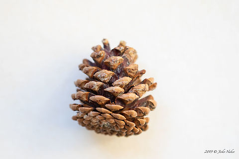 Black pine mature cone - Pinus nigra ssp. nigra The underpart of the scales is blackish, a distinctive mark to distinguish Pinus nigra from Pinus Heldreichii. Both species are quite similar and are easily confused.
https://www.jungledragon.com/image/76772/black_pine_-_pinus_nigra_ssp._nigra.html
https://www.jungledragon.com/image/76773/black_pine_twig_with_cone_-_pinus_nigra_ssp._nigra.html Austrian pine,Black pine,Bulgaria,Europe,European black pine,Geotagged,Golo Bardo mountain,Nature,Pernik,Pinaceae,Pinales,Pinophyta,Pinopsida,Pinus nigra,Pinus nigra ssp. nigra,Plantae,Spring,Wildlife