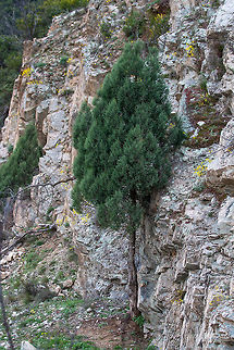 Greek juniper - Juniperus excelsa  Bulgaria,Cuprasseceae,Europe,Geotagged,Greek juniper,Juniperus excelsa,Nature,Pinales,Pinophyta,Pinopsida,Plantae,Spring,Tisata Nature Reserve,Wildlife,nature