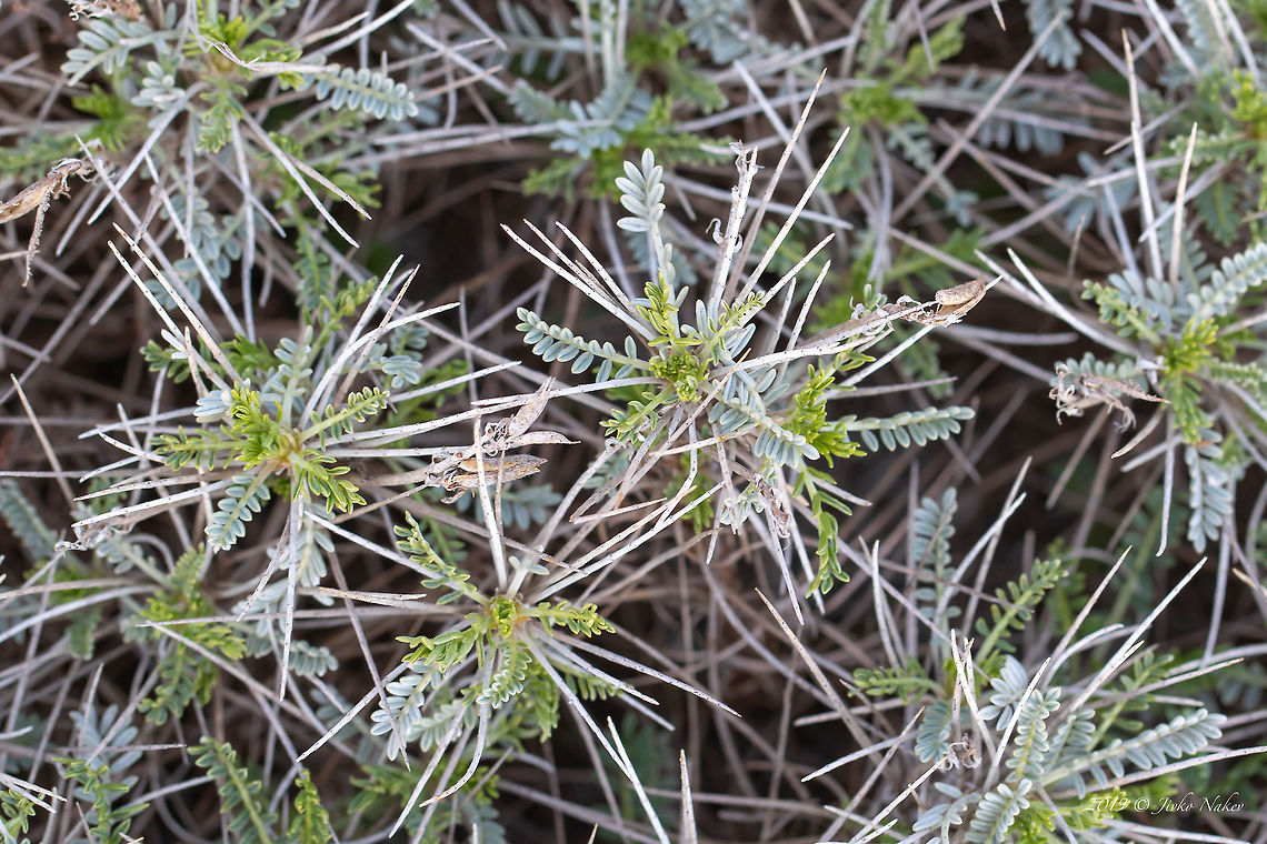 Astragalus angustifolius The flowers of this beautiful and prickly plant were photographed a year later. Really, don't sit on it, it's quite painful!<br />
<figure class="photo"><a href="https://www.jungledragon.com/image/94297/astragalus_angustifolius.html" title="Astragalus angustifolius"><img src="https://s3.amazonaws.com/media.jungledragon.com/images/1332/94297_thumb.jpg?AWSAccessKeyId=05GMT0V3GWVNE7GGM1R2&Expires=1769040010&Signature=GCD1W4Hq6r9fWUqjxP7h90acY0U%3D" width="200" height="134" alt="Astragalus angustifolius The flowers of this beautiful and prickly plant were photographed a year later. Really, don't sit on it, it's quite painful!<br />
https://www.jungledragon.com/image/76867/astragalus_angustifolius.html Astragalus angustifolius,Astragalus echinoides,Bulgaria,Eudicot,Europe,Fabaceae,Fabales,Flowering Plant,Geotagged,Golo Bardo mountain,Magnoliophyta,Nature,Pernik,Plantae,Spring,Wildlife" /></a></figure> Astragalus angustifolius,Astragalus echinoides,Bulgaria,Eudicot,Europe,Fabaceae,Fabales,Flowering Plant,Geotagged,Golo Bardo mountain,Magnoliophyta,Nature,Ostritsa Nature reserve,Pernik,Plantae,Spring,Wildlife