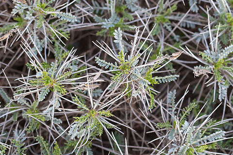 Astragalus angustifolius