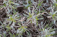 Astragalus angustifolius The flowers of this beautiful and prickly plant were photographed a year later. Really, don't sit on it, it's quite painful!<br />
https://www.jungledragon.com/image/94297/astragalus_angustifolius.html Astragalus angustifolius,Astragalus echinoides,Bulgaria,Eudicot,Europe,Fabaceae,Fabales,Flowering Plant,Geotagged,Golo Bardo mountain,Magnoliophyta,Nature,Ostritsa Nature reserve,Pernik,Plantae,Spring,Wildlife