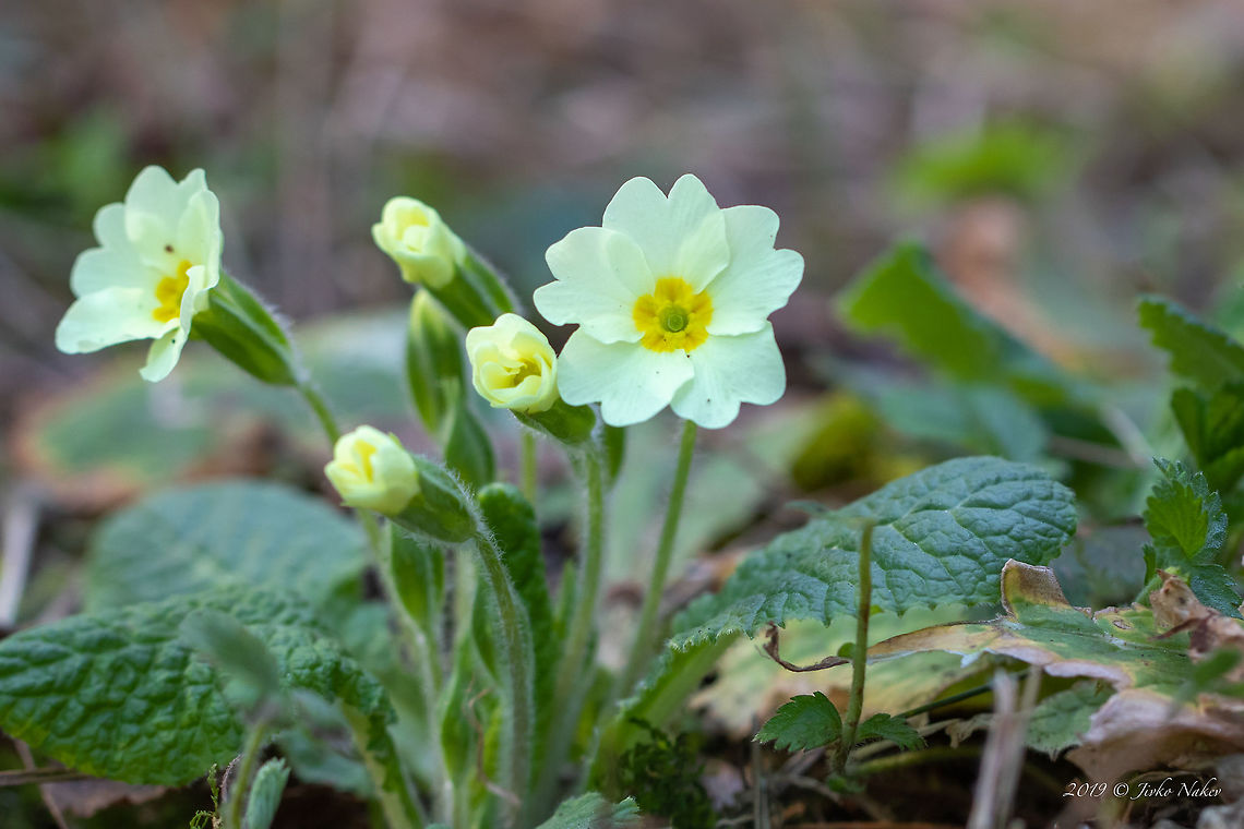 Common primrose - Primula vulgaris According to recent pubilcations (Hassler M., Nov 2018 - World Plants, Catalogue of LIfe) the new accepted name is Primula acaulis ssp. acaulis. The information in Wikipedia is still not updated, so I am not going to make any changes here for the time being. Bulgaria,Common primrose,Ericales,Eudicot,Europe,Flowering Plant,Geotagged,Golo Bardo mountain,Magnoliophyta,Nature,Pernik,Plantae,Primula acaulis ssp. acaulis,Primula vulgaris,Primulaceae,Spring,Wildlife