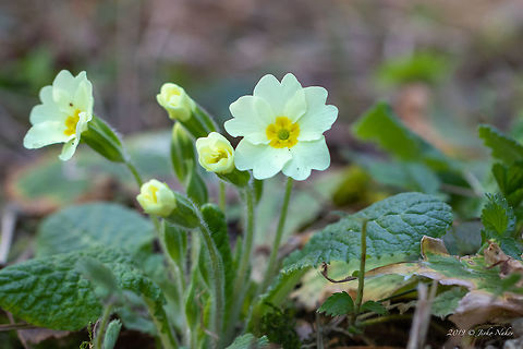 Common primrose - Primula vulgaris According to recent pubilcations (Hassler M., Nov 2018 - World Plants, Catalogue of LIfe) the new accepted name is Primula acaulis ssp. acaulis. The information in Wikipedia is still not updated, so I am not going to make any changes here for the time being. Bulgaria,Common primrose,Ericales,Eudicot,Europe,Flowering Plant,Geotagged,Golo Bardo mountain,Magnoliophyta,Nature,Pernik,Plantae,Primula acaulis ssp. acaulis,Primula vulgaris,Primulaceae,Spring,Wildlife