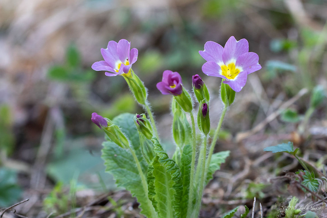Sibthrop primrose - Primula vulgaris ssp. sibthropii According to recent pubilcations (Hassler M., Nov 2018 - World Plants, Catalogue of LIfe) the new accepted name is Primula acaulis subsp. rubra (Sm.) Greuter &amp; Burdet Bulgaria,Ericales,Eudicot,Europe,Flowering Plant,Geotagged,Golo Bardo mountain,Magnoliophyta,Nature,Pernik,Plantae,Primula acaulis ssp. rubra,Primula vulgaris,Primula vulgaris ssp. sibthorpii,Primulaceae,Sibthorp primrose,Spring,Wildlife