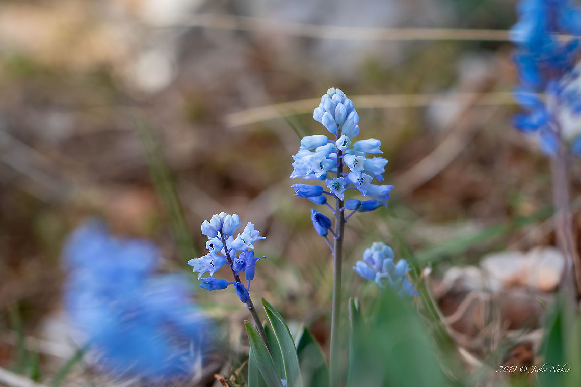Hyacinthella leucophaea The species Hyacinthella leucophaea (K. Koch) Schur (Asparagaceae) occurs in Bulgaria in dry, calcareous areas with steppe vegetation. Asparagaceae,Asparagales,Bulgaria,Europe,Flowering Plant,Geotagged,Golo Bardo mountain,Hyacinthella leucophaea,Magnoliophyta,Monocot,Nature,Pernik,Plantae,Spring,Wildlife