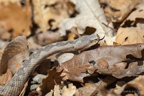 Horned viper - Vipera ammodytes  Animal,Animalia,Bulgaria,Chordata,Coluber ammodytes,Europe,Geotagged,Horned viper,Long-nosed viper,Nature,Nose-horned viper,Reptilia,Spring,Squamata,Vipera ammodytes,Viperidae,West Balkan mountain range,Wildlife
