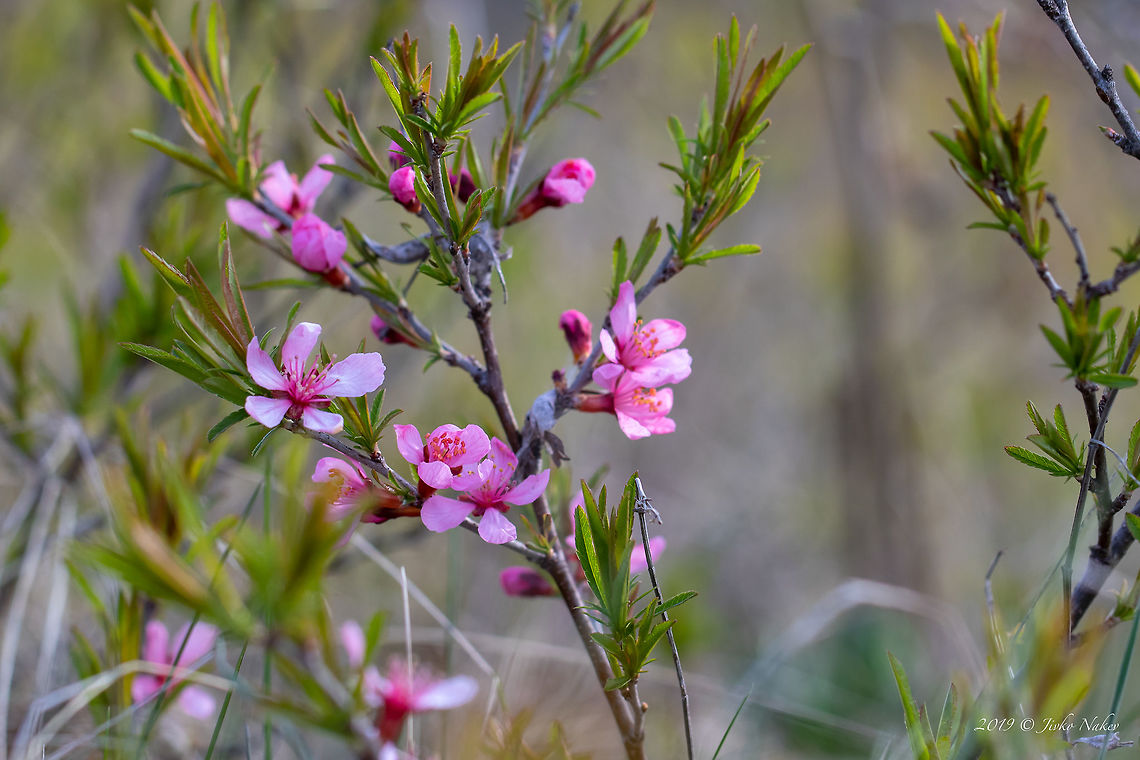 Dwarf Russian almond - Prunus tenella (Amygdalus nana) <figure class="photo"><a href="https://www.jungledragon.com/image/77122/dwarf_russian_almond_-_prunus_tenella_amygdalus_nana.html" title="Dwarf Russian almond - Prunus tenella (Amygdalus nana)"><img src="https://s3.amazonaws.com/media.jungledragon.com/images/1332/77122_thumb.jpg?AWSAccessKeyId=05GMT0V3GWVNE7GGM1R2&Expires=1769040010&Signature=lRqw5KVItzPlub%2Bm9UX%2FceNbtRM%3D" width="200" height="134" alt="Dwarf Russian almond - Prunus tenella (Amygdalus nana) https://www.jungledragon.com/image/77121/dwarf_russian_almond_-_prunus_tenella_amygdalus_nana.html Amygdalus nana,Bulgaria,Dwarf Russian almond,Eudicot,Europe,Flowering Plant,Geotagged,Magnoliophyta,Nature,Plantae,Prunus tenella,Rosaceae,Rosales,Spring,West Balkan mountain range,Wildlife" /></a></figure><br />
 Amygdalus nana,Bulgaria,Dwarf Russian almond,Eudicot,Europe,Flowering Plant,Geotagged,Magnoliophyta,Nature,Plantae,Prunus tenella,Rosaceae,Rosales,Spring,West Balkan mountain range,Wildlife