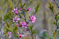 Dwarf Russian almond - Prunus tenella (Amygdalus nana) https://www.jungledragon.com/image/77122/dwarf_russian_almond_-_prunus_tenella_amygdalus_nana.html<br />
 Amygdalus nana,Bulgaria,Dwarf Russian almond,Eudicot,Europe,Flowering Plant,Geotagged,Magnoliophyta,Nature,Plantae,Prunus tenella,Rosaceae,Rosales,Spring,West Balkan mountain range,Wildlife