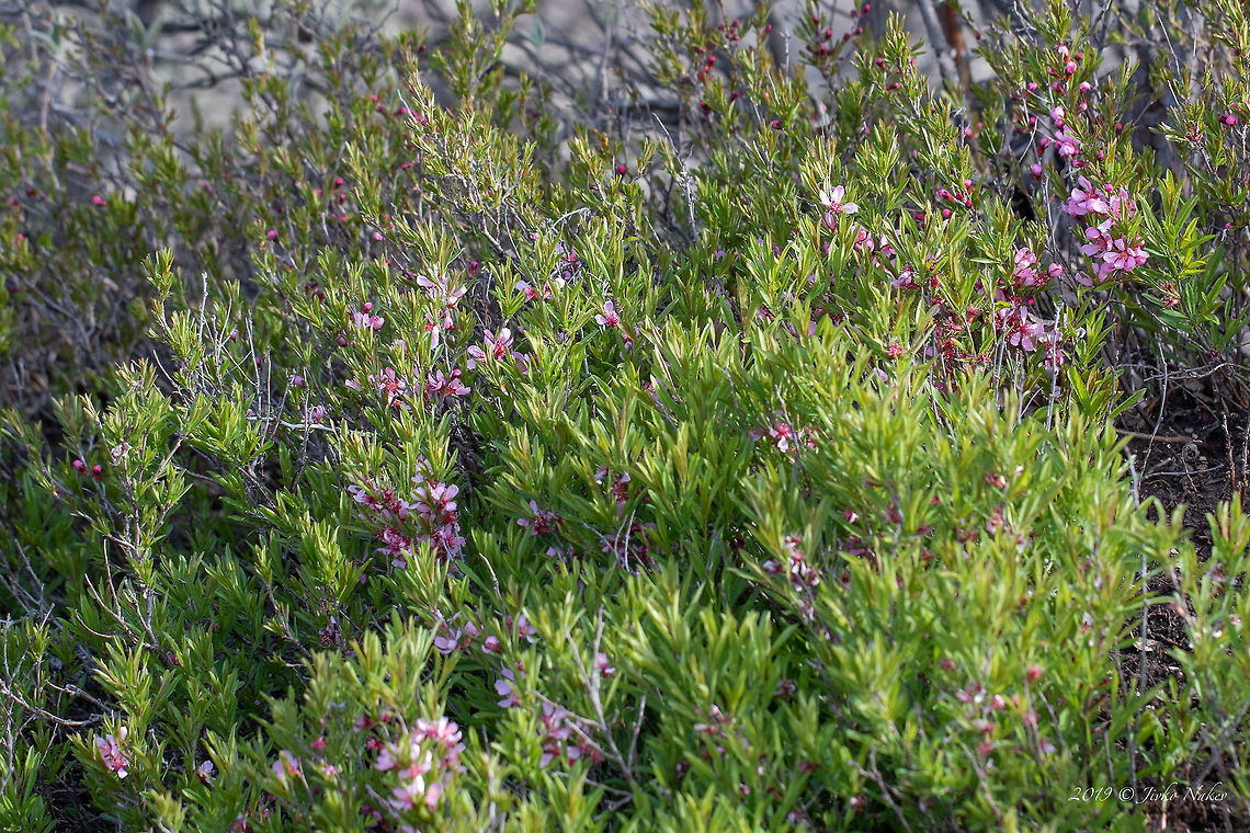 Dwarf Russian almond - Prunus tenella (Amygdalus nana) <figure class="photo"><a href="https://www.jungledragon.com/image/77121/dwarf_russian_almond_-_prunus_tenella_amygdalus_nana.html" title="Dwarf Russian almond - Prunus tenella (Amygdalus nana)"><img src="https://s3.amazonaws.com/media.jungledragon.com/images/1332/77121_thumb.jpg?AWSAccessKeyId=05GMT0V3GWVNE7GGM1R2&Expires=1769040010&Signature=jL0uG08QZpNsuzFyE0BNErk8f9c%3D" width="200" height="134" alt="Dwarf Russian almond - Prunus tenella (Amygdalus nana) https://www.jungledragon.com/image/77122/dwarf_russian_almond_-_prunus_tenella_amygdalus_nana.html<br />
 Amygdalus nana,Bulgaria,Dwarf Russian almond,Eudicot,Europe,Flowering Plant,Geotagged,Magnoliophyta,Nature,Plantae,Prunus tenella,Rosaceae,Rosales,Spring,West Balkan mountain range,Wildlife" /></a></figure> Amygdalus nana,Bulgaria,Dwarf Russian almond,Eudicot,Europe,Flowering Plant,Geotagged,Magnoliophyta,Nature,Plantae,Prunus tenella,Rosaceae,Rosales,Spring,West Balkan mountain range,Wildlife
