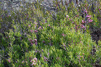 Dwarf Russian almond - Prunus tenella (Amygdalus nana) https://www.jungledragon.com/image/77121/dwarf_russian_almond_-_prunus_tenella_amygdalus_nana.html Amygdalus nana,Bulgaria,Dwarf Russian almond,Eudicot,Europe,Flowering Plant,Geotagged,Magnoliophyta,Nature,Plantae,Prunus tenella,Rosaceae,Rosales,Spring,West Balkan mountain range,Wildlife