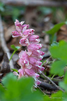 Common toothwort - Lathraea squamaria A parasitic plant on the roots of hazel an alder. Bulgaria,Common toothwort,Eudicot,Flowering Plant,Geotagged,Lamiales,Lathraea squamaria,Magnoliophyta,Nature,Orobanchaceae,Plantae,Spring,Wildlife