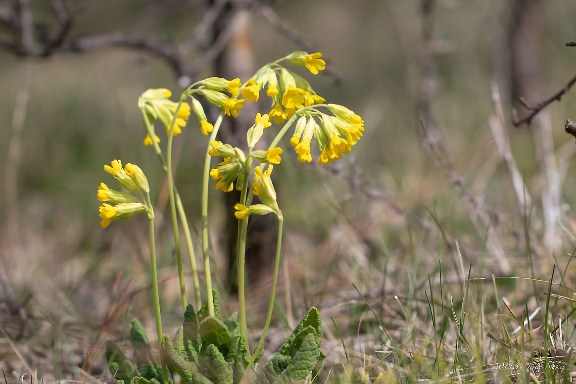 Cowslip primrose - Primula veris  Bulgaria,Common cowslip,Cowslip rpimrose,Ericales,Eudicot,Europe,Flowering Plant,Geotagged,Magnoliophyta,Nature,Plantae,Primula veris,Primulaceae,Spring,West Balkan mountain range,Wildlife