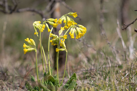 Cowslip primrose - Primula veris  Bulgaria,Common cowslip,Cowslip rpimrose,Ericales,Eudicot,Europe,Flowering Plant,Geotagged,Magnoliophyta,Nature,Plantae,Primula veris,Primulaceae,Spring,West Balkan mountain range,Wildlife