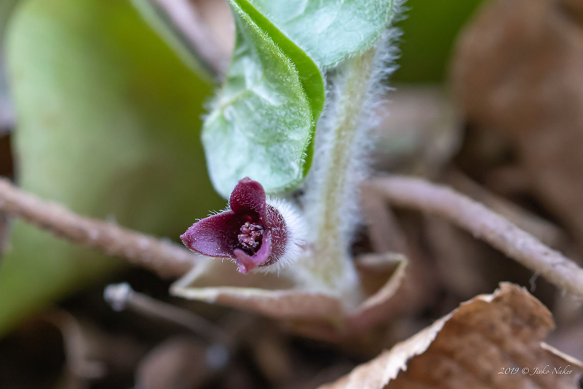European wild ginger flower - Asarum europaeum The flowers are hidden under the leaves and cannot be seen from above.<br />
<figure class="photo"><a href="https://www.jungledragon.com/image/77132/european_wild_ginger_leaves_-_asarum_europaeum.html" title="European wild ginger leaves - Asarum europaeum"><img src="https://s3.amazonaws.com/media.jungledragon.com/images/1332/77132_thumb.jpg?AWSAccessKeyId=05GMT0V3GWVNE7GGM1R2&Expires=1769040010&Signature=Twam3IcXFYJf4NFQ7AZyRPNDXvw%3D" width="200" height="134" alt="European wild ginger leaves - Asarum europaeum The flowers are hidden under the leaves and cannot be seen from above.<br />
https://www.jungledragon.com/image/77131/european_wild_ginger_flower_-_asarum_europaeum.html Aristolochiaceae,Asarabacca,Asarum europaeum,Bulgaria,Eudicot,Europe,European wild ginger,Flowering Plant,Geotagged,Magnoliophyta,Nature,Piperales,Plantae,Spring,West Balkan mountain range,Wildlife" /></a></figure> Aristolochiaceae,Asarabacca,Asarum europaeum,Bulgaria,Eudicot,Europe,European wild ginger,Flowering Plant,Geotagged,Magnoliophyta,Nature,Piperales,Plantae,Spring,West Balkan mountain range,Wildlife
