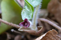European wild ginger flower - Asarum europaeum The flowers are hidden under the leaves and cannot be seen from above.<br />
https://www.jungledragon.com/image/77132/european_wild_ginger_leaves_-_asarum_europaeum.html Aristolochiaceae,Asarabacca,Asarum europaeum,Bulgaria,Eudicot,Europe,European wild ginger,Flowering Plant,Geotagged,Magnoliophyta,Nature,Piperales,Plantae,Spring,West Balkan mountain range,Wildlife