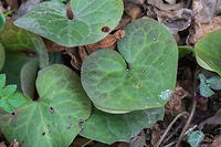 European wild ginger leaves - Asarum europaeum The flowers are hidden under the leaves and cannot be seen from above.<br />
https://www.jungledragon.com/image/77131/european_wild_ginger_flower_-_asarum_europaeum.html Aristolochiaceae,Asarabacca,Asarum europaeum,Bulgaria,Eudicot,Europe,European wild ginger,Flowering Plant,Geotagged,Magnoliophyta,Nature,Piperales,Plantae,Spring,West Balkan mountain range,Wildlife