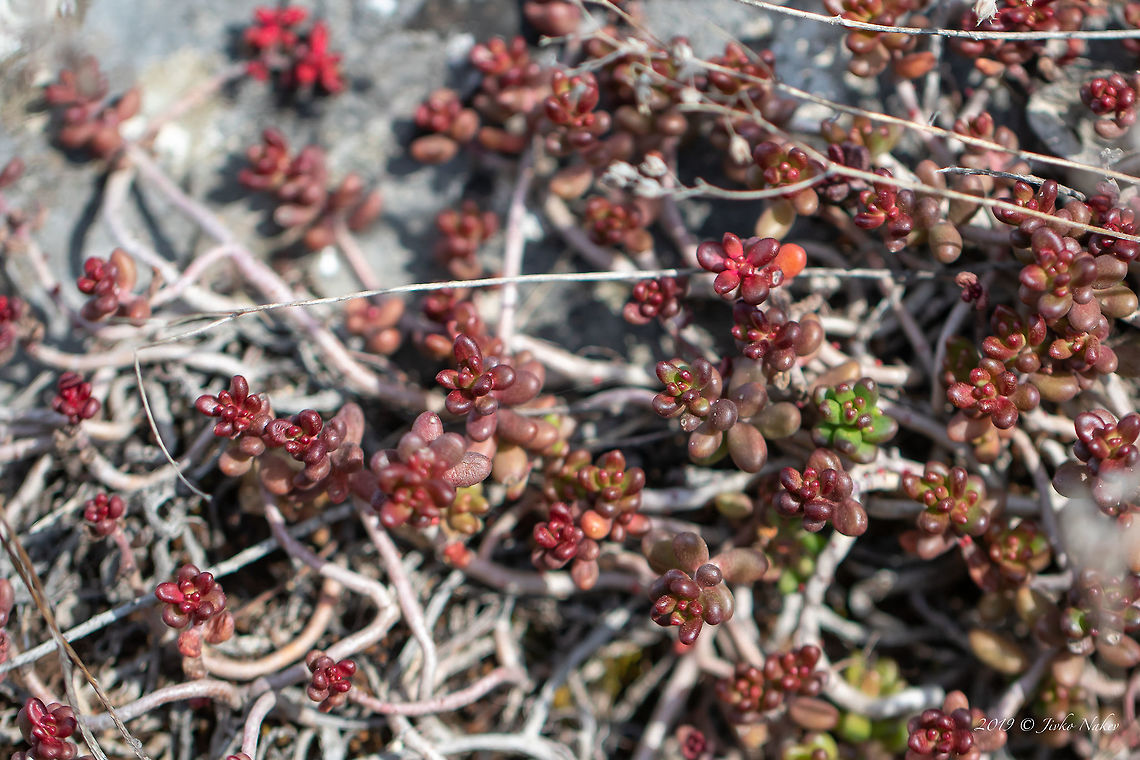 White stonecrop - Sedum album  Bulgaria,Crassulaceae,Eudicot,Europe,Flowering Plant,Geotagged,Magnoliophyta,Nature,Plantae,Saxifragales,Sedum album,Spring,Stonecrop family,West Balkan mountain range,White stonecrop,Wildlife