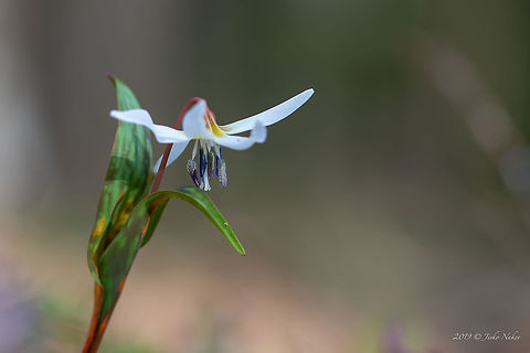Dogtooth violet - Erythronium dens-canis  Bulgaria,Dog's-tooth-violet,Dogtooth violet,Erythronium dens-canis,Europe,Flowering Plant,Geotagged,Liliaceae,Liliales,Magnoliophyta,Monocot,Nature,Plantae,Spring,West Balkan mountain range,Wildlife