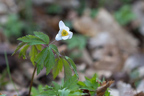 Wood anemone - Anemone nemorosa  Anemone nemorosa,Bulgaria,Eudicot,Europe,Flowering Plant,Geotagged,Magnoliophyta,Nature,Plantae,Ranunculaceae,Ranunculales,Smell fox,Spring,Thimbleweed,West Balkan mountain range,Wildlife,Windflower,Wood anemone