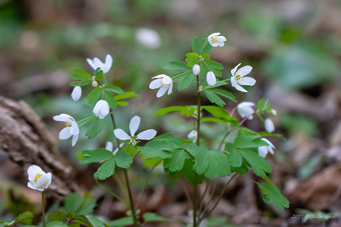 Isopyrum thalictroides  Bulgaria,Eudicot,Europe,Flowering Plant,Geotagged,Isopyrum thalictroides,Magnoliophyta,Nature,Plantae,Ranunculaceae,Ranunculales,Spring,West Balkan mountain range,Wildlife