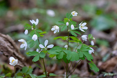 Isopyrum thalictroides  Bulgaria,Eudicot,Europe,Flowering Plant,Geotagged,Isopyrum thalictroides,Magnoliophyta,Nature,Plantae,Ranunculaceae,Ranunculales,Spring,West Balkan mountain range,Wildlife