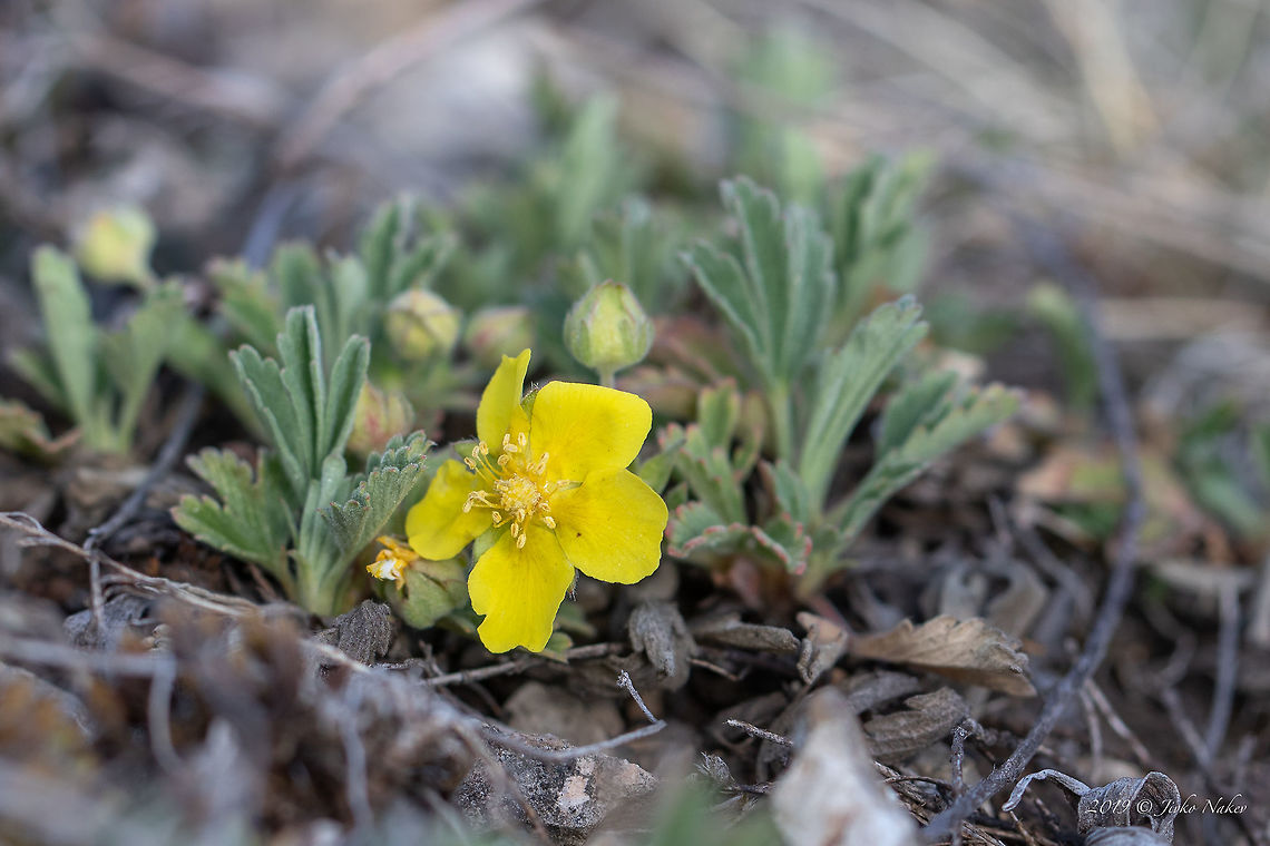 Sand-Fingerkraut - Potentilla cinerea  Abbotswood Cinquefoil,Bulgaria,Eudicot,Europe,Flowering Plant,Geotagged,Magnoliophyta,Nature,Plantae,Potentilla cinerea,Rosaceae,Rosales,Spring,West Balkan mountain range,Wildlife