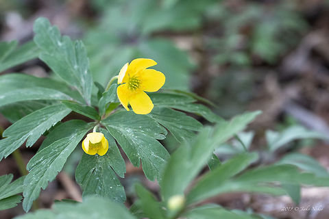 Buttercup anemone - Anemone ranunculoides  Anemone ranunculoides,Bulgaria,Buttercup anemone,Eudicot,Europe,Flowering Plant,Geotagged,Magnoliophyta,Nature,Plantae,Ranunculaceae,Ranunculales,Spring,West Balkan mountain range,Wildlife,Yellow anemone